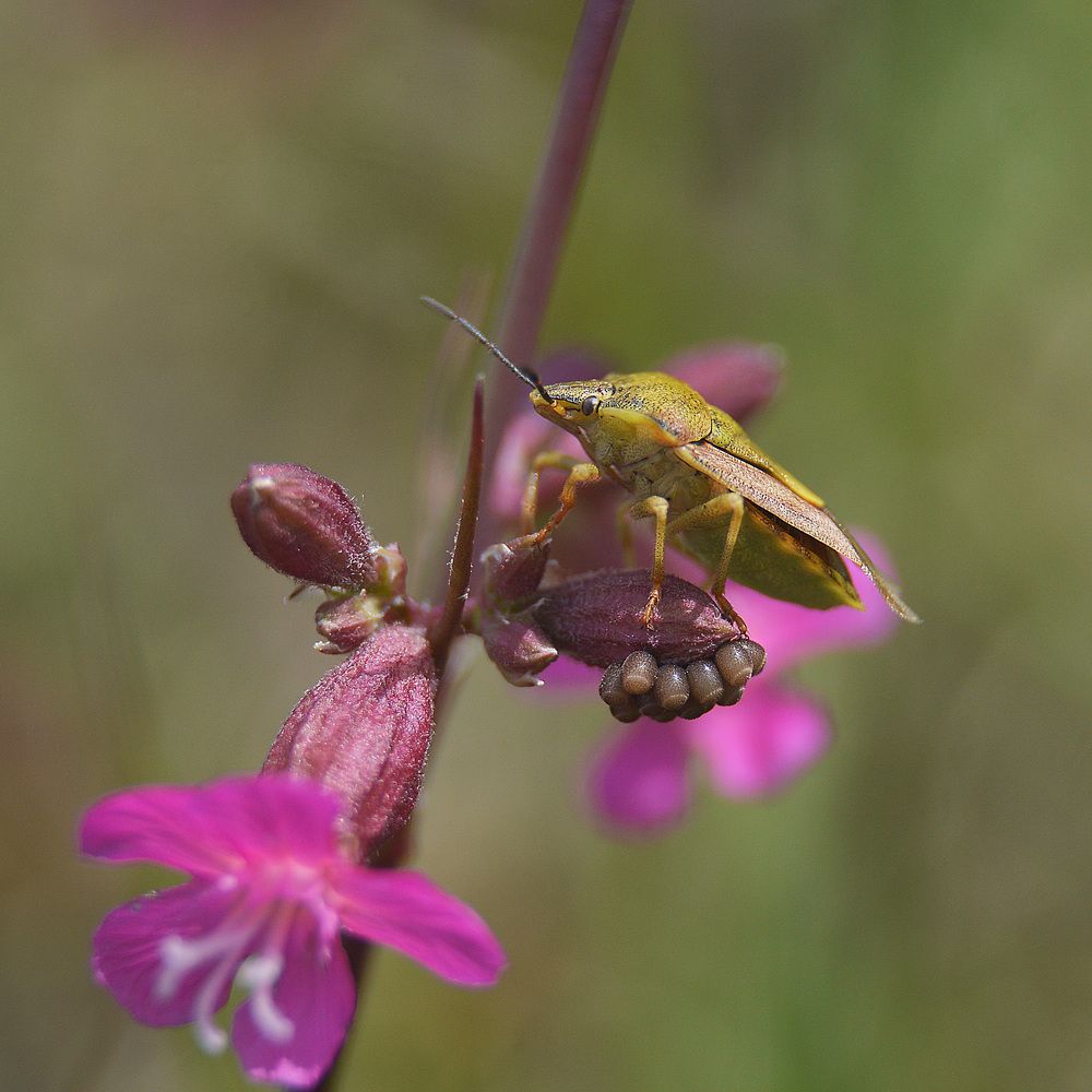 Ожидание будущих поколений.