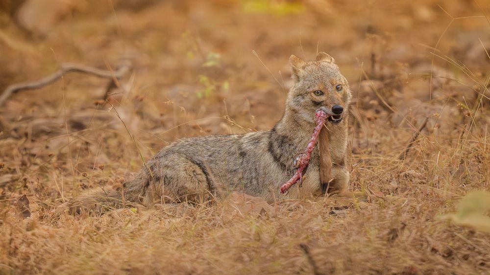 Photograph by Chaitanya Panday