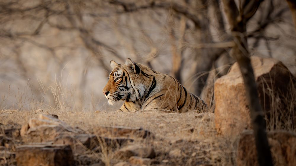 Photograph by Chaitanya Panday