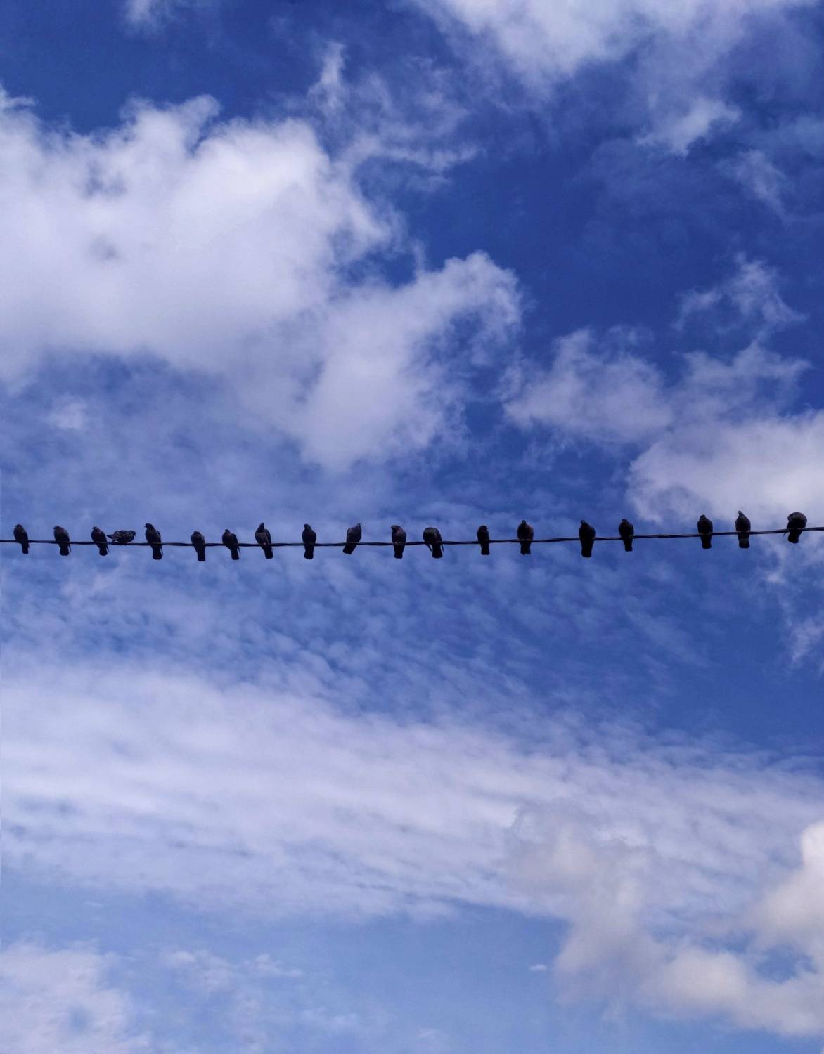 Birds.