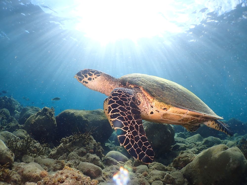 Photograph by Jorge Ida