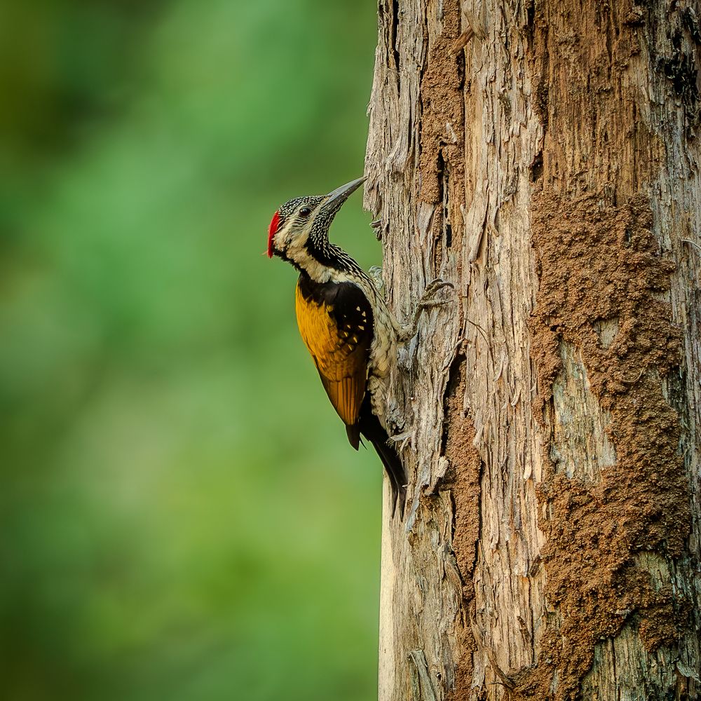 Photograph by Chaitanya Panday