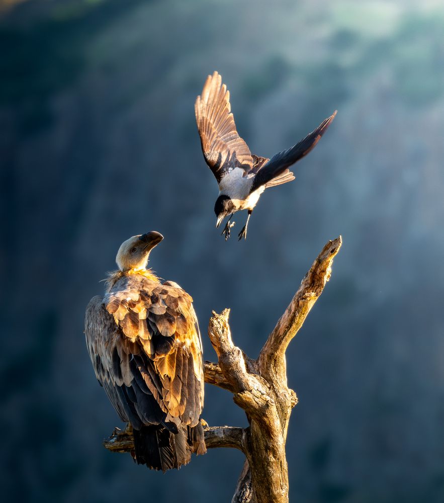 Photograph by Olena Pfister