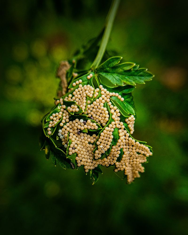 Фотография автора Mahdi Mohammadi