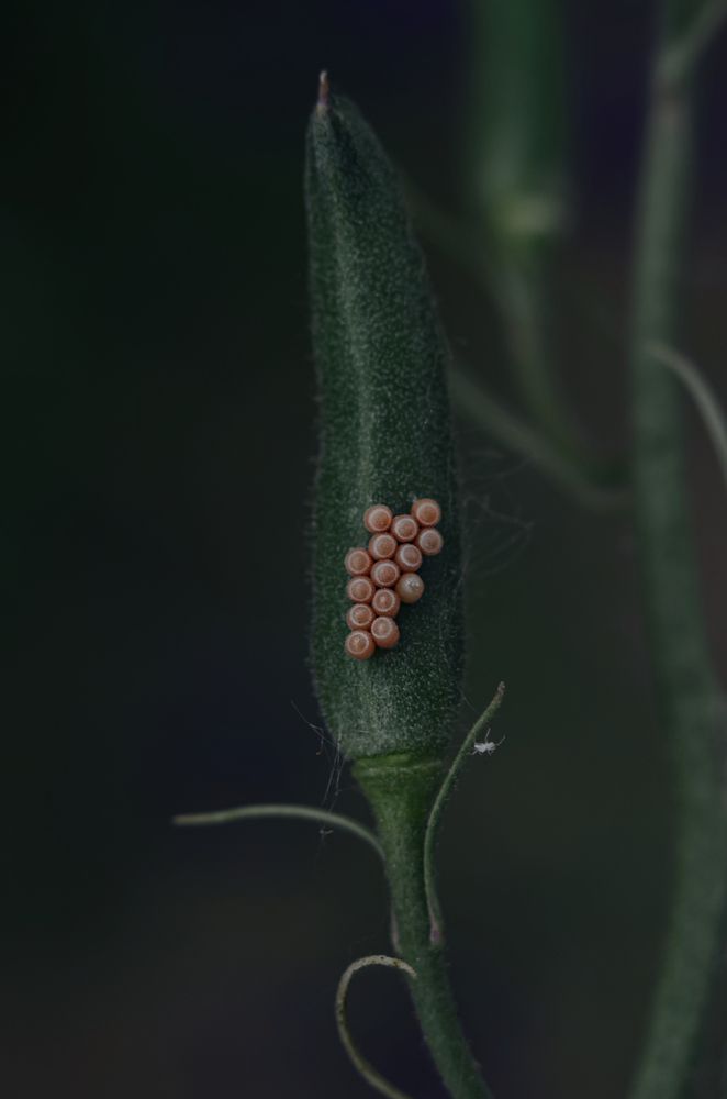 Фотография автора Наталья Алексеева