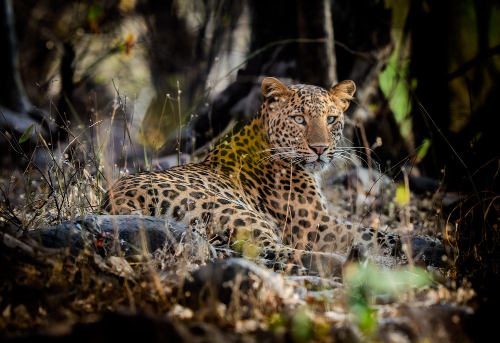 Photograph by Chaitanya Panday
