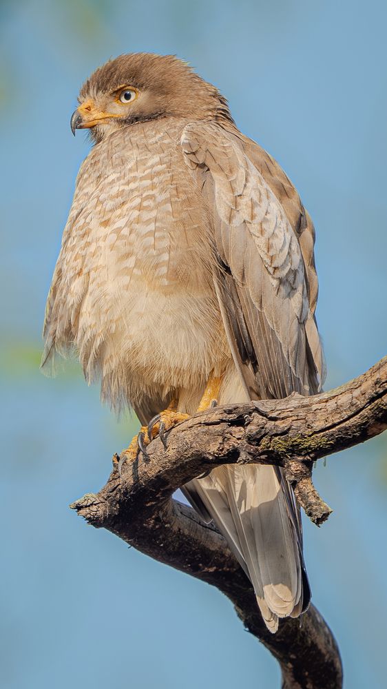 Photograph by Chaitanya Panday