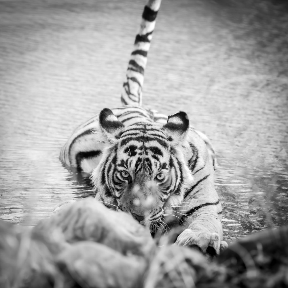 Photograph by Chaitanya Panday