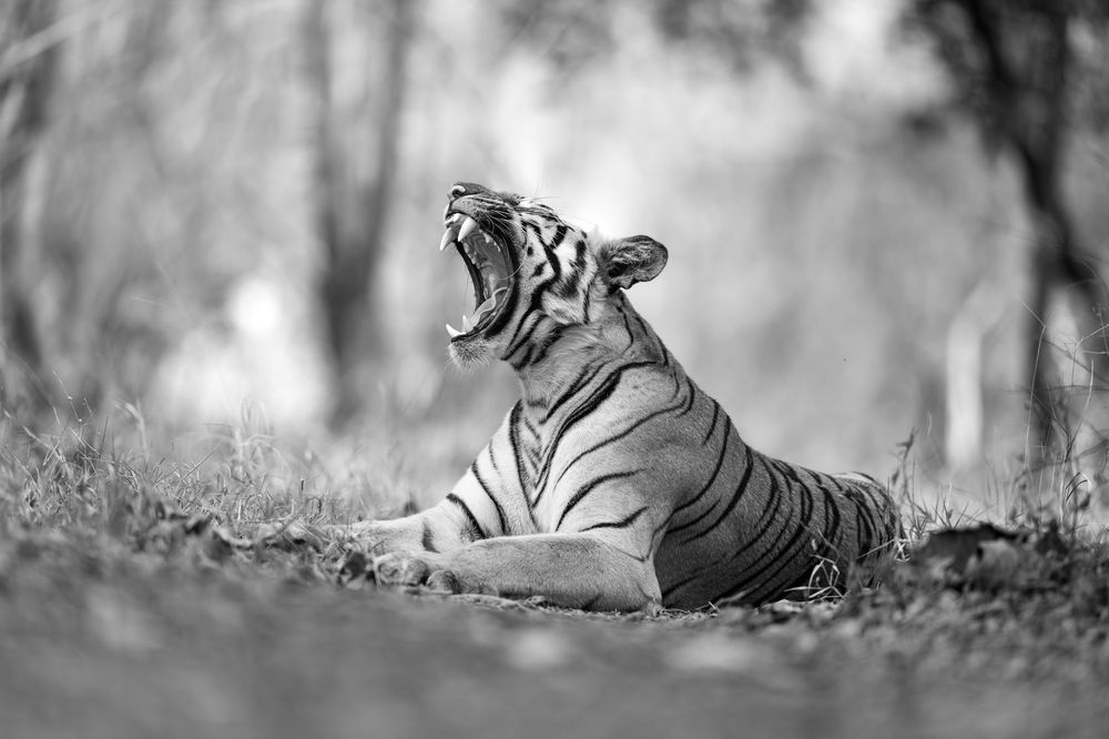 Silent yawn