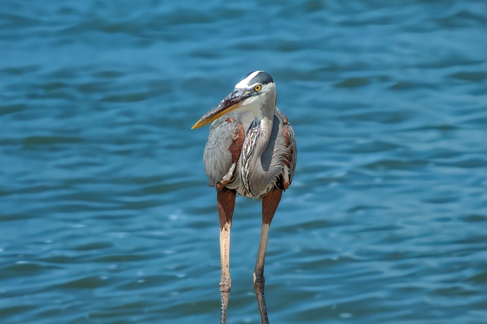 Wading Grace