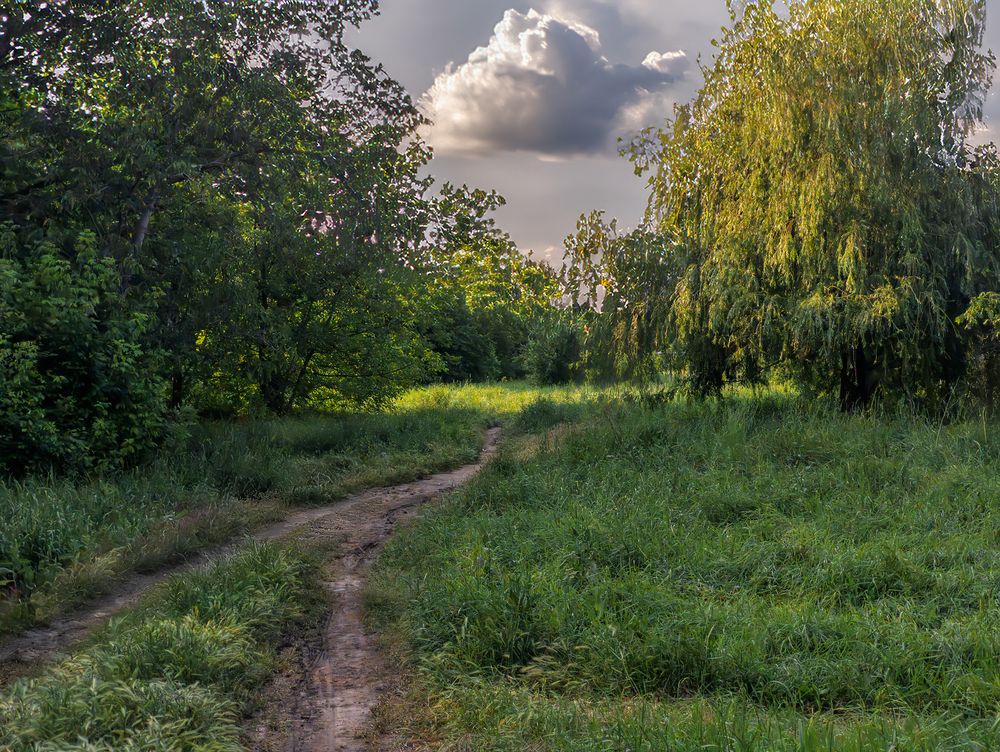 Лесными тропами