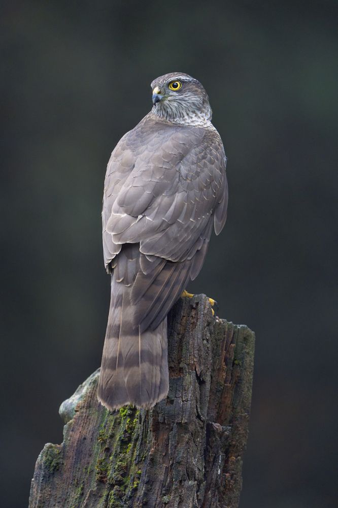 Eurasian sparrowhawk