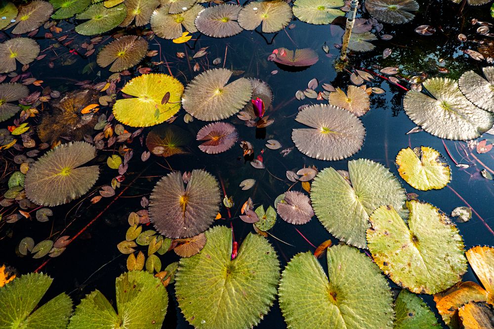 Фотография автора savitri Rawat