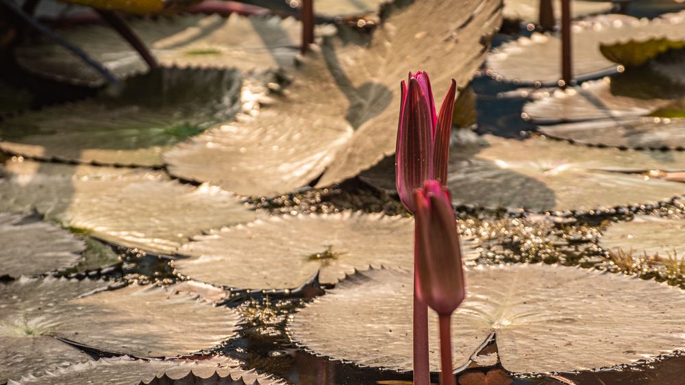 Фотография автора savitri Rawat