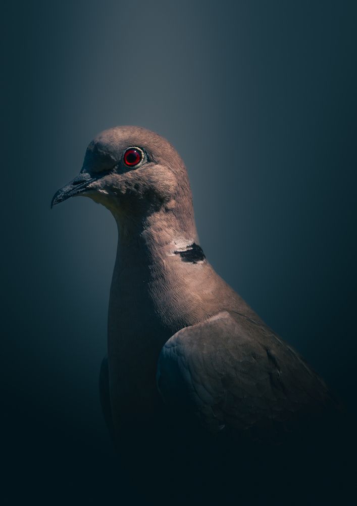In the Shadow of Silence – A Portrait of a Eurasian Collared Dove