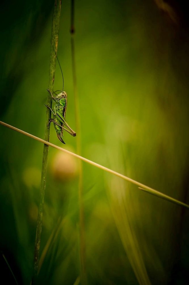 Photograph by Thaïs de Benoist de Gentissard