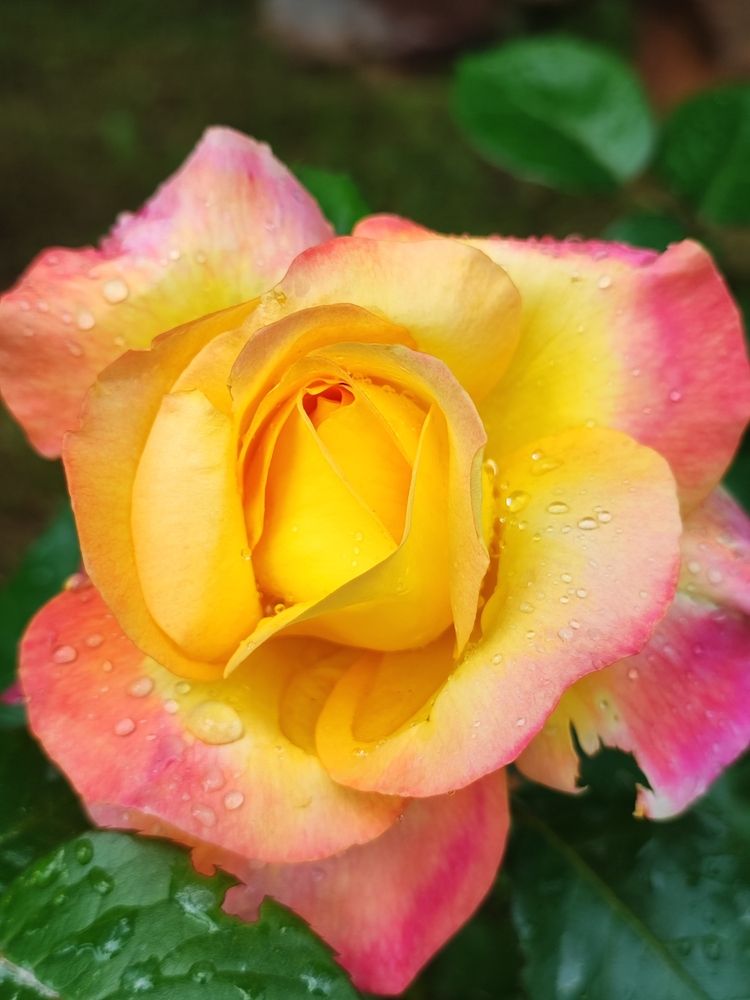 Photograph by Елена Шоколенко