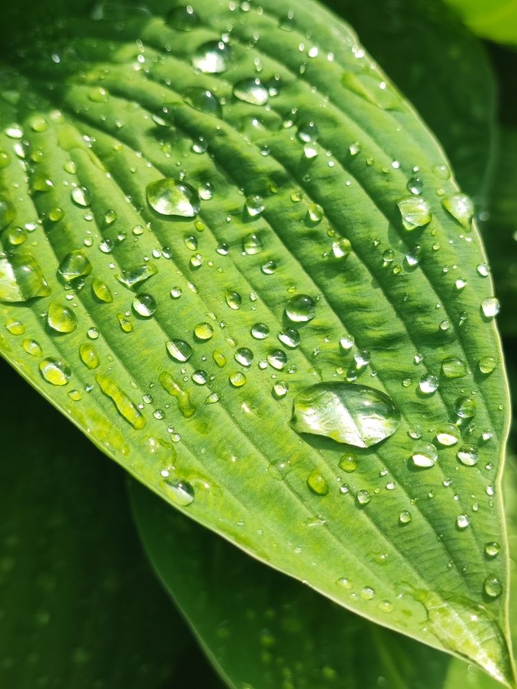 Photograph by Елена Шоколенко