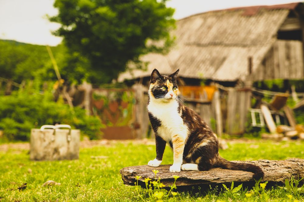 Photograph by Алексей Шевцов