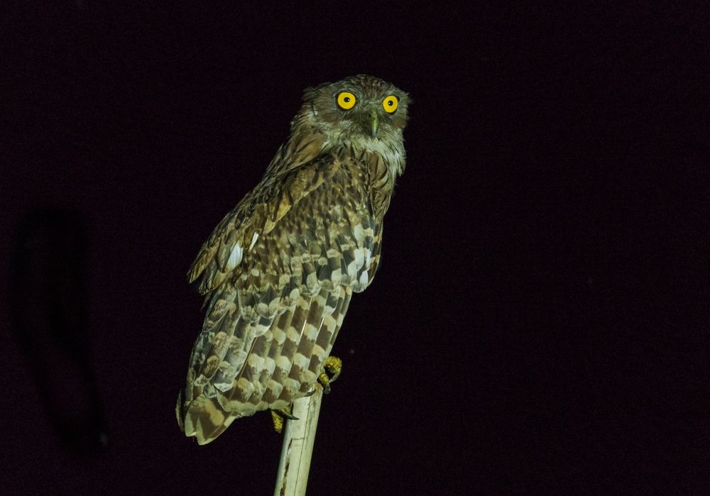 Nomenclature of Night