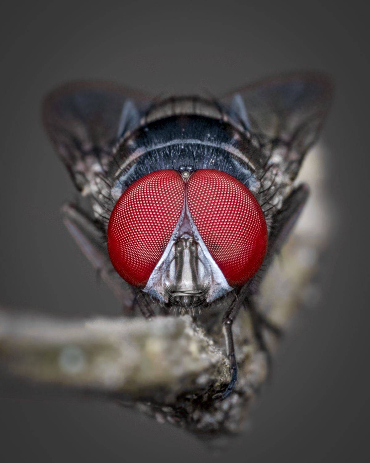 Фотография #12268141