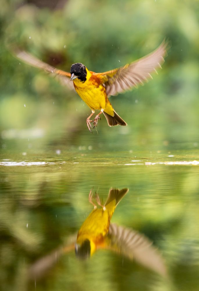 Photograph by Olena Pfister