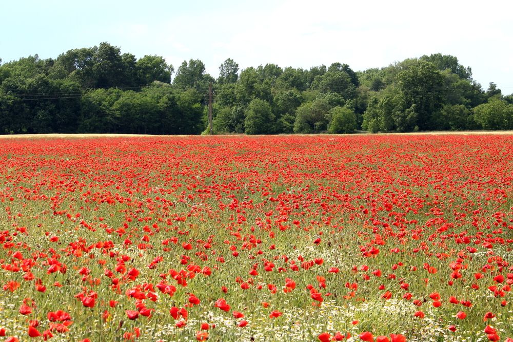 Poppy field