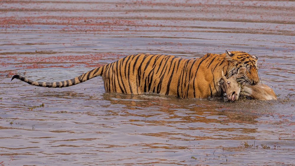 Photograph by Chaitanya Panday