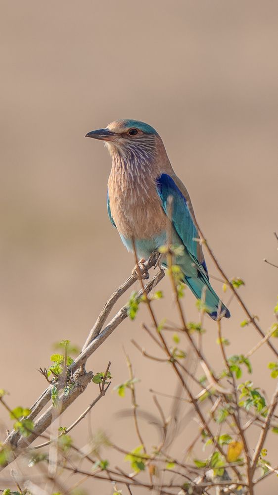 Photograph by Chaitanya Panday