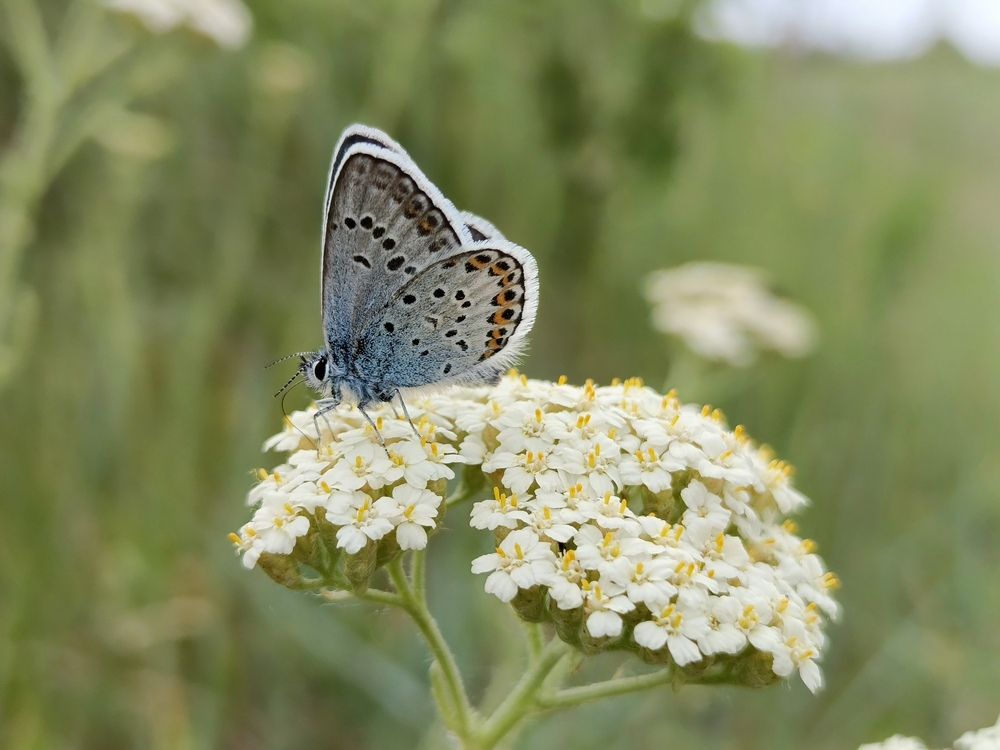 Photo #12268875