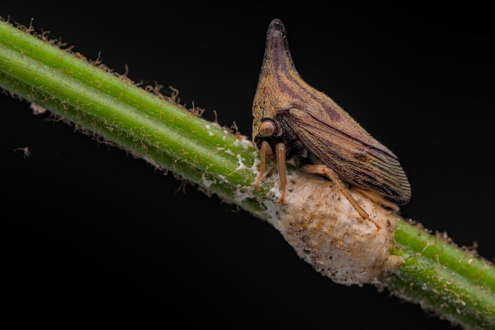 Treehopper Mom