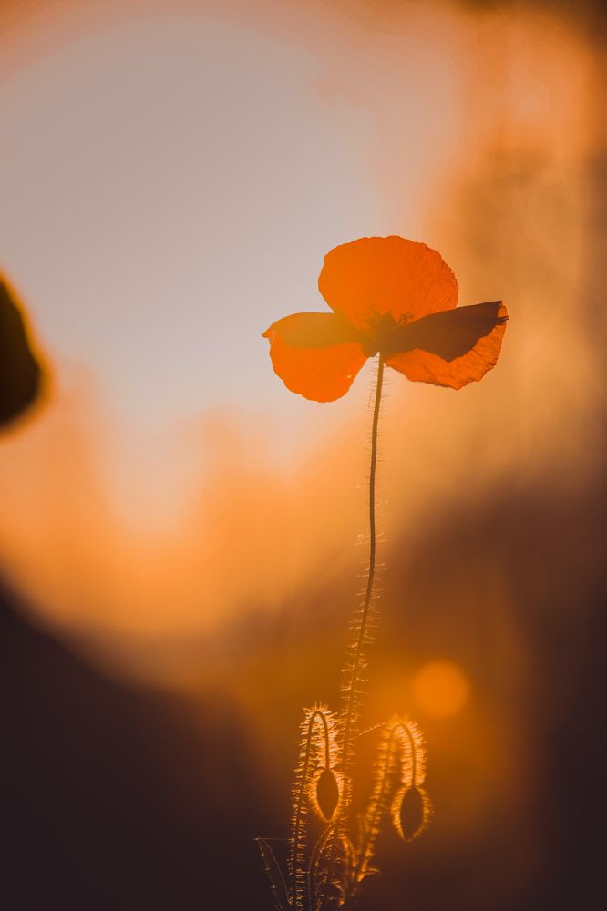 Photograph by Dániel Budavári