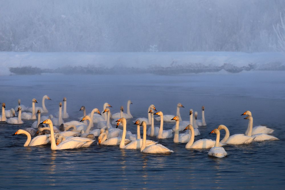 Photograph by Галина Хвостенко