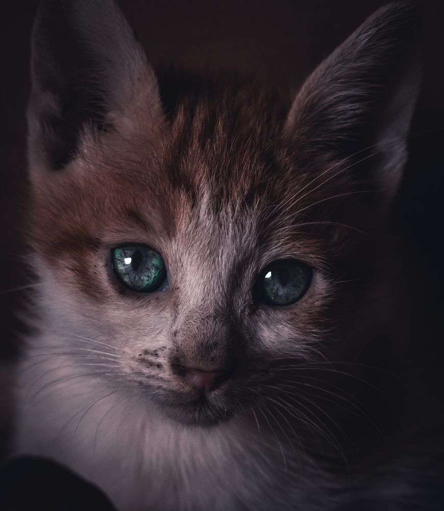 Photograph by NADER AYMAN