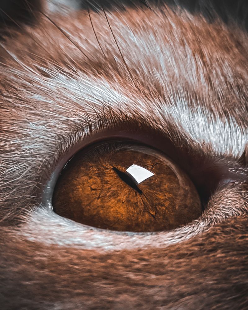 Photograph by NADER AYMAN