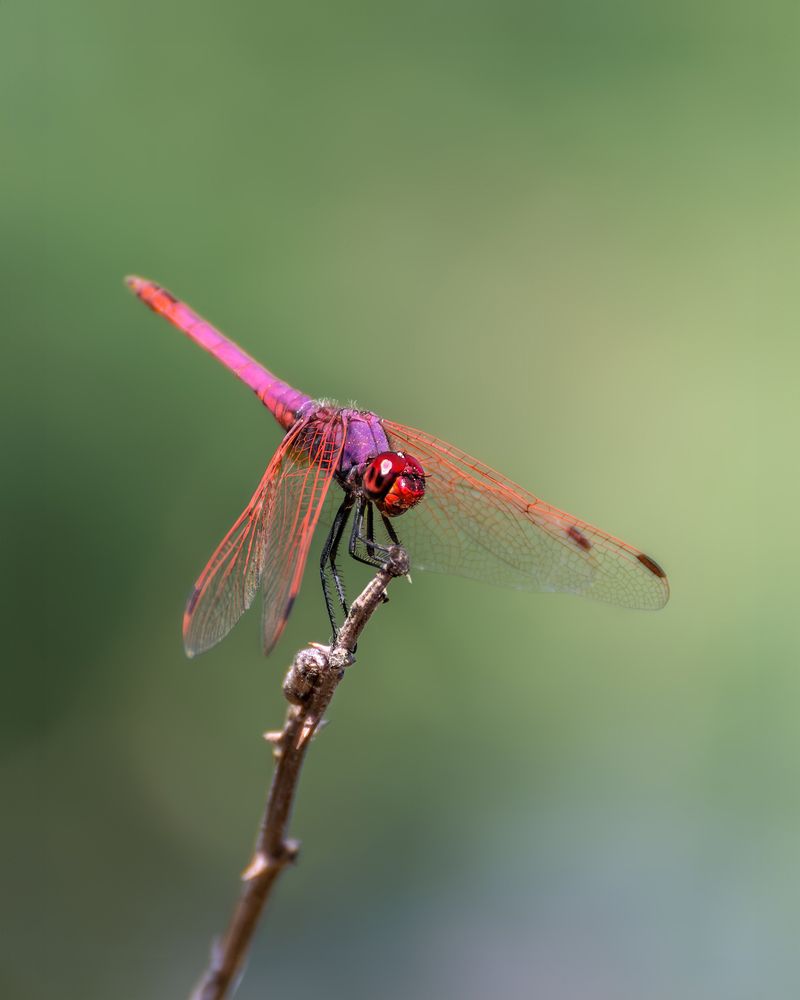 Photograph by Марина Ческис