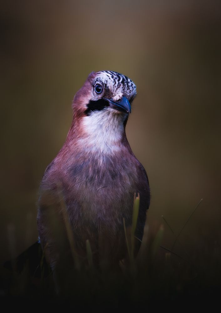 Silent Observer