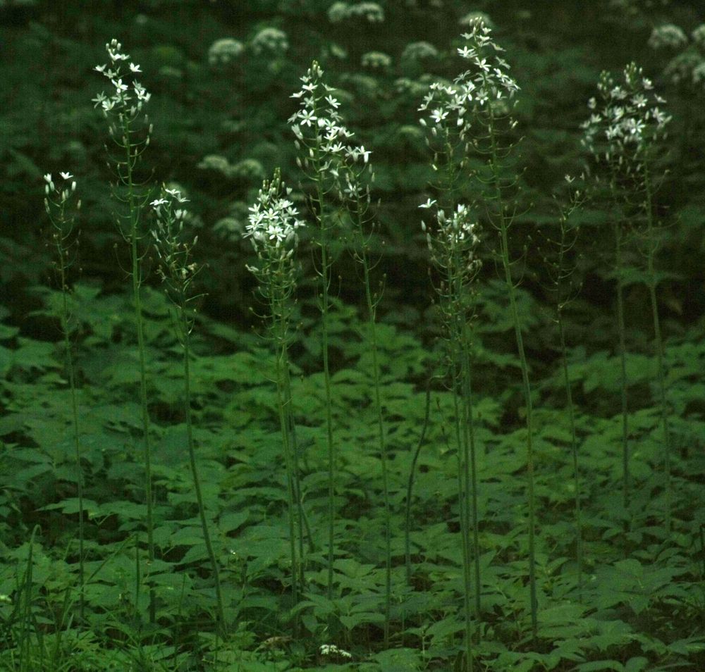 Photograph by Анна Ландграфская