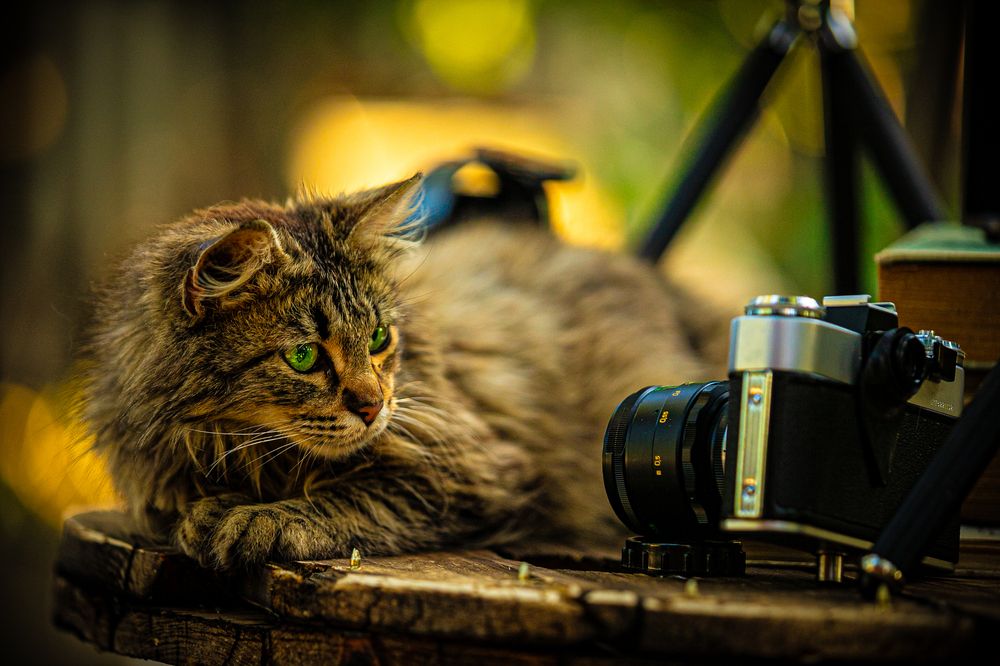 Фотография автора Михаил Лупина