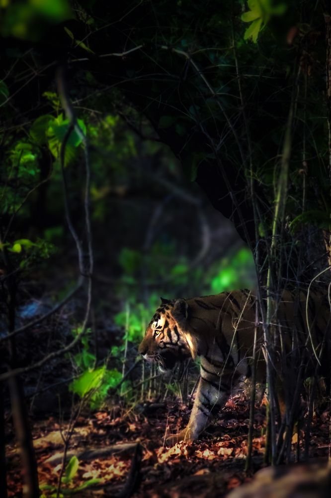 Photograph by Tanusri RoyChowdhury