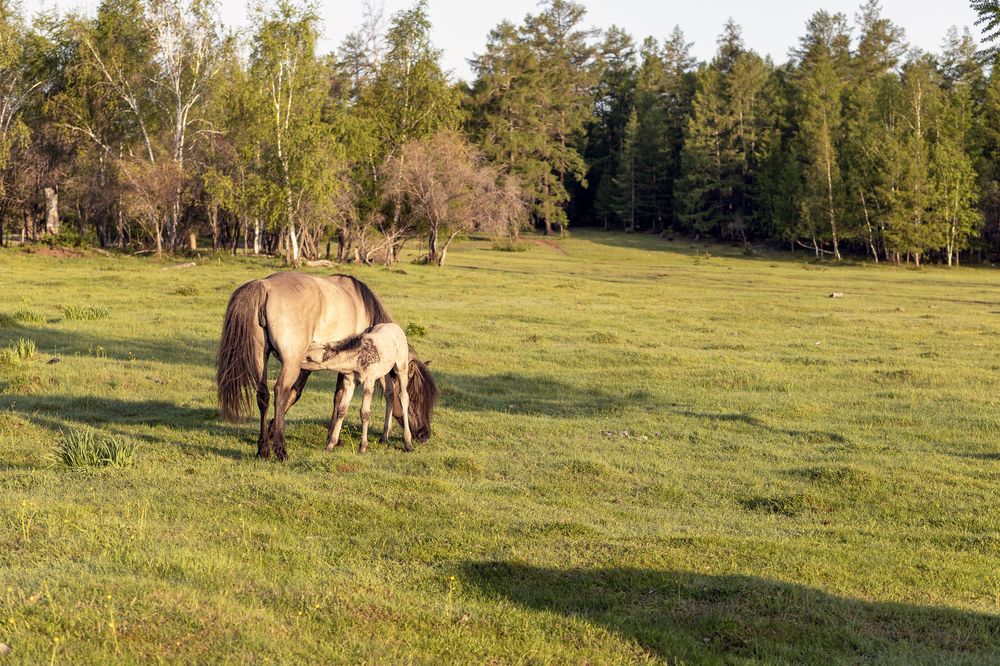 Летним утром.