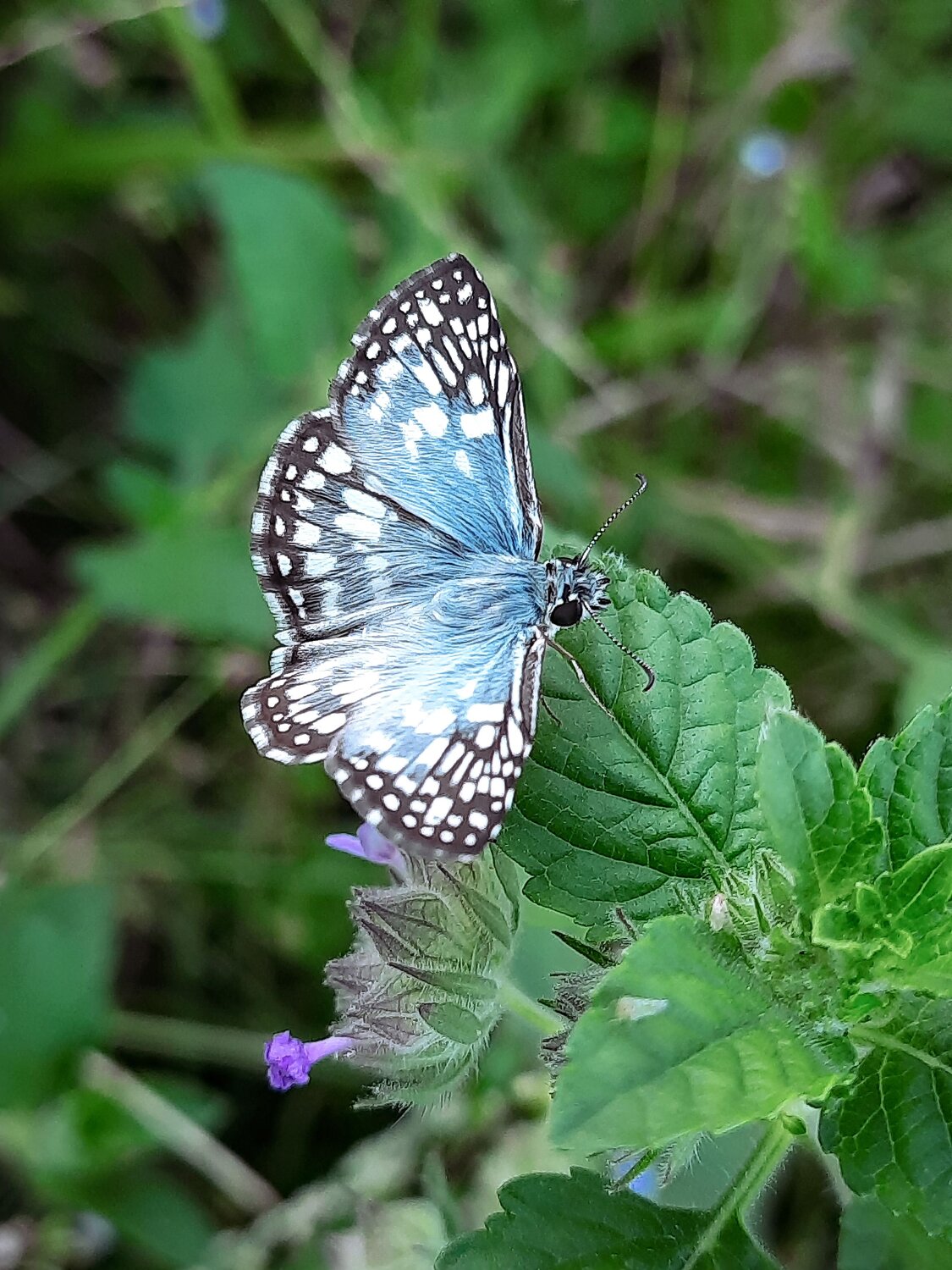 Pyrgus oileus (Linnaeus, 1767)
