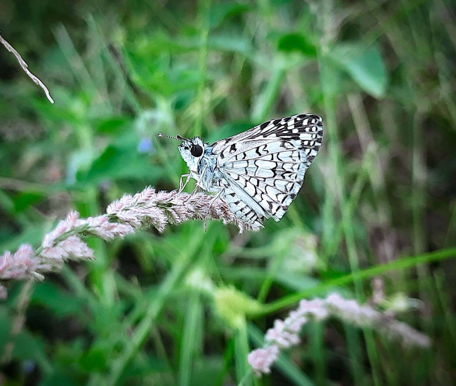 Pyrgus oileus (Linnaeus, 1767)