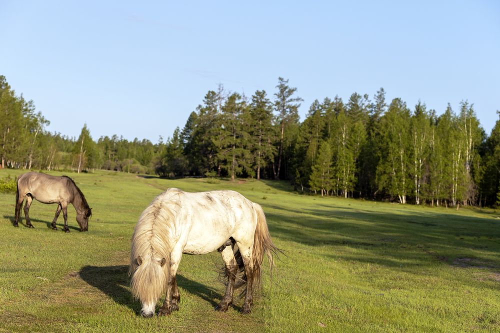 Жеребец деревенского табуна.