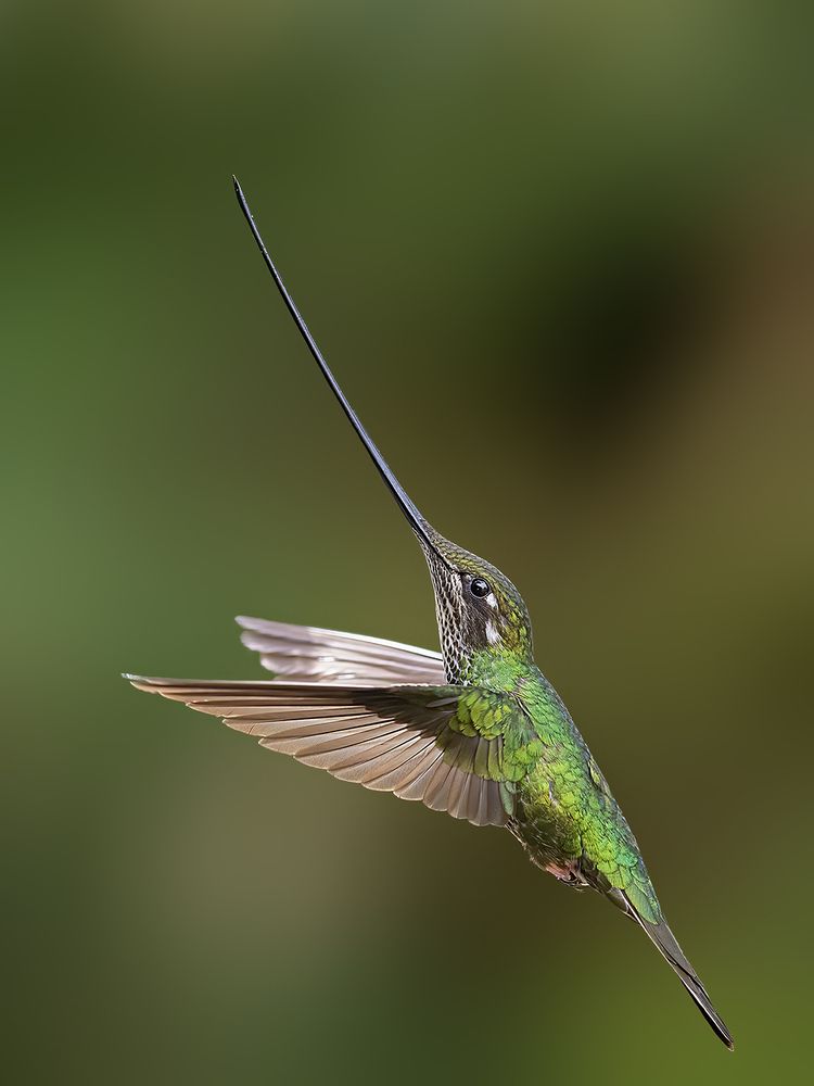 Photograph by Sreejith Sreedharan