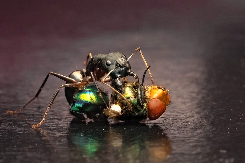 Ant and a fly