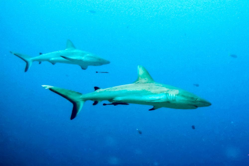 Фотография автора Jian Ma