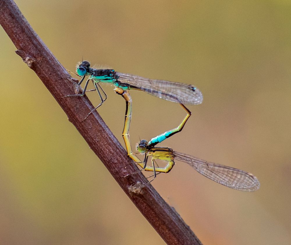 Photograph by Ismail SAIDI