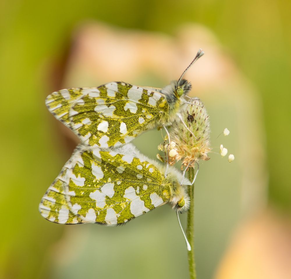 Фотография автора Ismail SAIDI