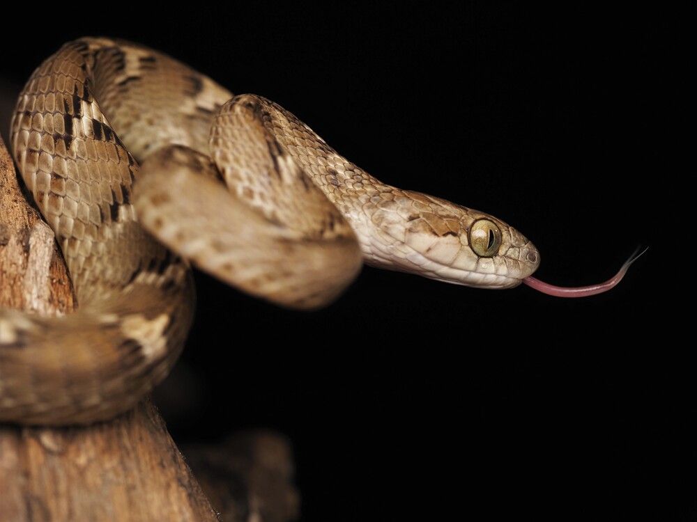 Nocturnal  Beauty